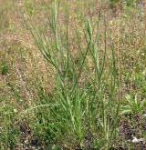 kozí brada pochybná <i>(Tragopogon dubius)</i>