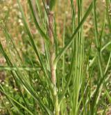 kozí brada pochybná <i>(Tragopogon dubius)</i>