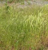 Ruderální vegetace ozimých terofytních trav <i>(Sisymbrion officinalis)</i> / Porost
