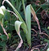 česnek nachový <i>(Allium atropurpureum)</i> / List
