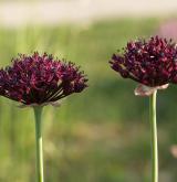 česnek nachový <i>(Allium atropurpureum)</i> / Květ/Květenství