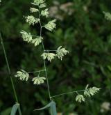 srha laločnatá <i>(Dactylis glomerata)</i> / Květ/Květenství