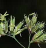 srha laločnatá <i>(Dactylis glomerata)</i> / Květ/Květenství