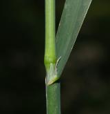 srha laločnatá <i>(Dactylis glomerata)</i> / List