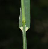 srha laločnatá <i>(Dactylis glomerata)</i> / List