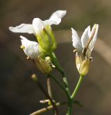 řeřišničník skalní <i>(Cardaminopsis petraea)</i> / Květ/Květenství