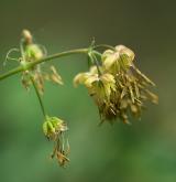 žluťucha smrdutá <i>(Thalictrum foetidum)</i> / Květ/Květenství