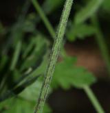 krabilice mámivá <i>(Chaerophyllum temulum)</i>