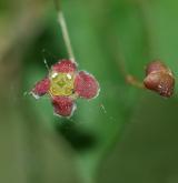 brslen bradavičnatý <i>(Euonymus verrucosus)</i> / Květ/Květenství