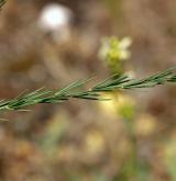 chřest lékařský <i>(Asparagus officinalis)</i> / List