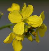 hořčice polní <i>(Sinapis arvensis)</i> / Květ/Květenství