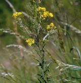 hulevník Loeselův <i>(Sisymbrium loeselii)</i>