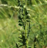 hulevník Loeselův <i>(Sisymbrium loeselii)</i> / Habitus