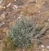 pelyněk ladní <i>(Artemisia campestris)</i> / Habitus