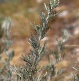 pelyněk ladní <i>(Artemisia campestris)</i> / List