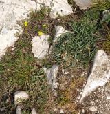 Pannská skalní vegetace s kostřavou sivou <i>(Bromo pannonici-Festucion pallentis)</i> / Detail porostu