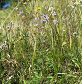 jestřábník okoličnatý <i>(Hieracium umbellatum)</i> / Habitus