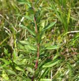 jestřábník okoličnatý <i>(Hieracium umbellatum)</i> / Habitus