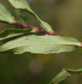 jestřábník okoličnatý <i>(Hieracium umbellatum)</i> / List