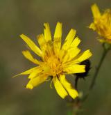 jestřábník okoličnatý <i>(Hieracium umbellatum)</i> / Květ/Květenství