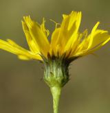 jestřábník okoličnatý <i>(Hieracium umbellatum)</i> / Květ/Květenství