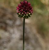 česnek kulatohlavý <i>(Allium sphaerocephalon)</i> / Květ/Květenství