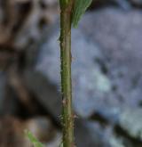 ostružiník šedavý <i>(Rubus canescens)</i> / Stonek