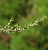 chruplavník rolní <i>(Polycnemum arvense)</i>