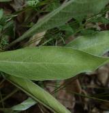 oman oko Kristovo <i>(Inula oculus-christi)</i>