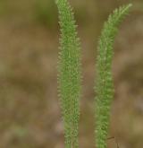 řebříček štětinolistý <i>(Achillea setacea)</i> / List