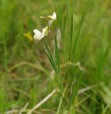 hrachor panonský <i>(Lathyrus pannonicus)</i> / Květ/Květenství
