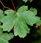 javor kaspický <i>(Acer hyrcanum)</i> / List
