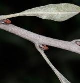 hrušeň hlošinolistá <i>(Pyrus elaeagrifolia)</i>