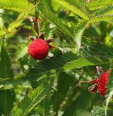 ostružiník jahodnatý <i>(Rubus illecebrosus)</i> / Plod