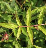 ostružiník jahodnatý <i>(Rubus illecebrosus)</i> / List