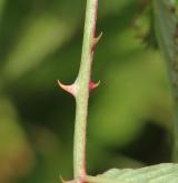 ostružiník jahodnatý <i>(Rubus illecebrosus)</i> / Větve a pupeny