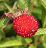 ostružiník jahodnatý <i>(Rubus illecebrosus)</i> / Plod