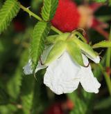 ostružiník jahodnatý <i>(Rubus illecebrosus)</i> / Květ/Květenství