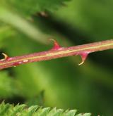 ostružiník jahodnatý <i>(Rubus illecebrosus)</i> / Větve a pupeny