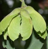 javor trojkvětý <i>(Acer triflorum)</i> / Plod