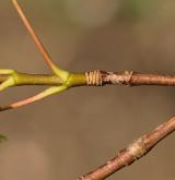 javor rozkladitý <i>(Acer divergens)</i> / Větve a pupeny