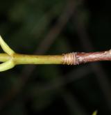 javor rozkladitý <i>(Acer divergens)</i> / Větve a pupeny