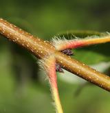 javor šedý <i>(Acer griseum)</i> / Větve a pupeny