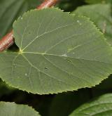 lípa karolínská <i>(Tilia caroliniana)</i> / List