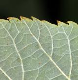 lípa karolínská <i>(Tilia caroliniana)</i> / List