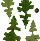 dub velkoplodý <i>(Quercus macrocarpa)</i>