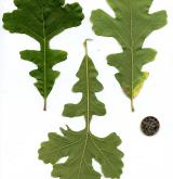 dub velkoplodý <i>(Quercus macrocarpa)</i> / List