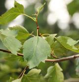 hloh altajský <i>(Crataegus altaica)</i> / List