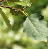 hloh altajský <i>(Crataegus altaica)</i> / List