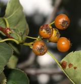 hloh altajský <i>(Crataegus altaica)</i> / Plod